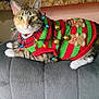 Cricket The Cat joined the competition — help win amazing prizes! cat, christmas_lights, christmas_sweater, close_up, cozy, cute, decorations, feline, festive, gingerbread_men, gray_fabric, holiday, indoor, jingle_bells, paws, pet, portrait, relaxed, striped_sweater, whiskers