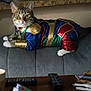 animal, casual, cat, closeup, coffee_cup, coffee_table, costume, couch, domestic, feline, gray_couch, indoor, living_room, magazines, pet, portrait, relaxed, remote_control, superhero_outfit, tabby_cat