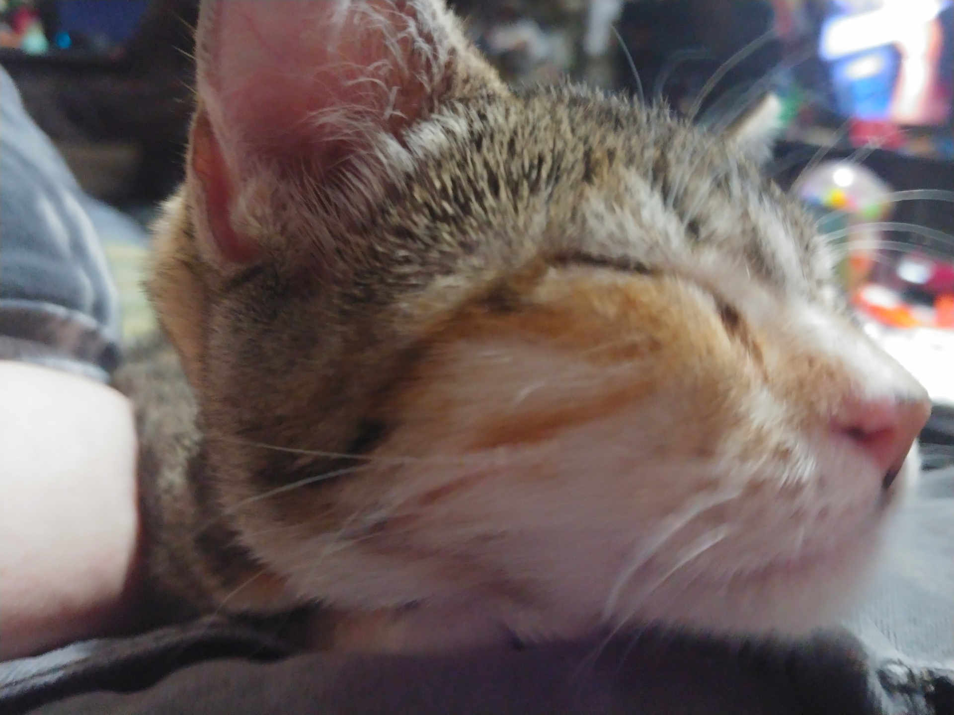 Cricket The Cat joined the competition — help win amazing prizes! animal, blurred_background, cat, close_up, cozy, domestic_cat, ear, face, feline, fur, indoor, nose, pet, relaxing, resting, sleeping, soft, tabby, whisker, whiskers