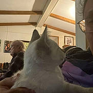 Blanco is registered to the contest to win money with this photo: cat, person, indoor, glasses, older_adult, ceiling_fan, wooden_beams, photo_frame, furniture, hand, purple_clothing, white_cat, sitting, portrait, side_view, home_interior, window_reflection, calm, pet, relaxed