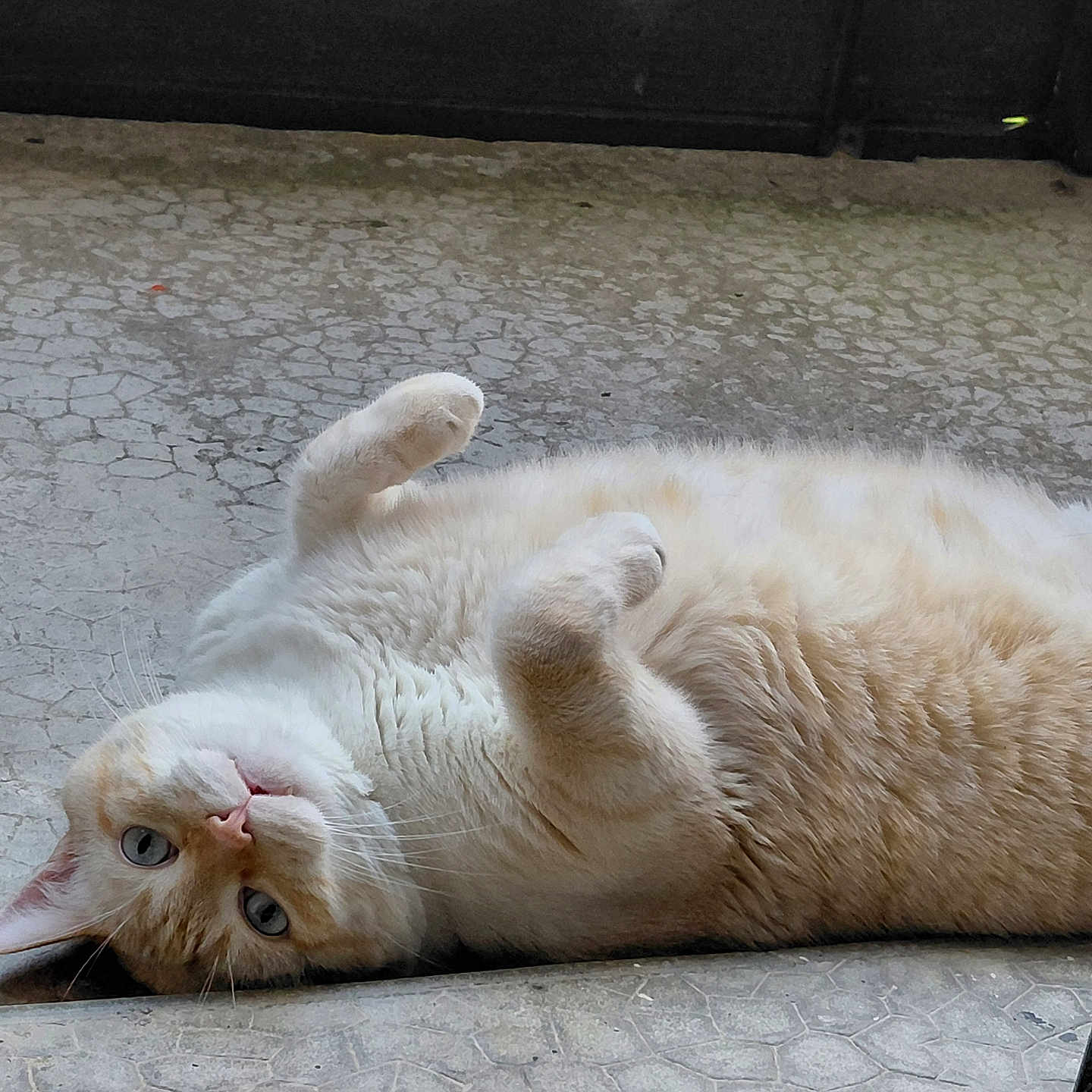 Blanchot a rejoint le concours — aidez-le/la à gagner de superbes lots ! cat, animal, pet, feline, lying_down, floor, blue_eyes, curious, fluffy, whiskers, paws, relaxed, indoor, close_up, portrait, cute, fur, texture, looking, upside_down