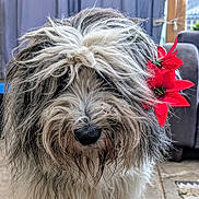 Sacha Lamour participe au concours pour gagner de l'argent avec cette photo : dog, flower, fur, pet, animal, indoor, closeup, black_nose, red_flower, long_hair, messy_fur, cute, adorable, tangled_fur, portrait, domestic_animal, fluffy, furry, companion, indoor_lighting