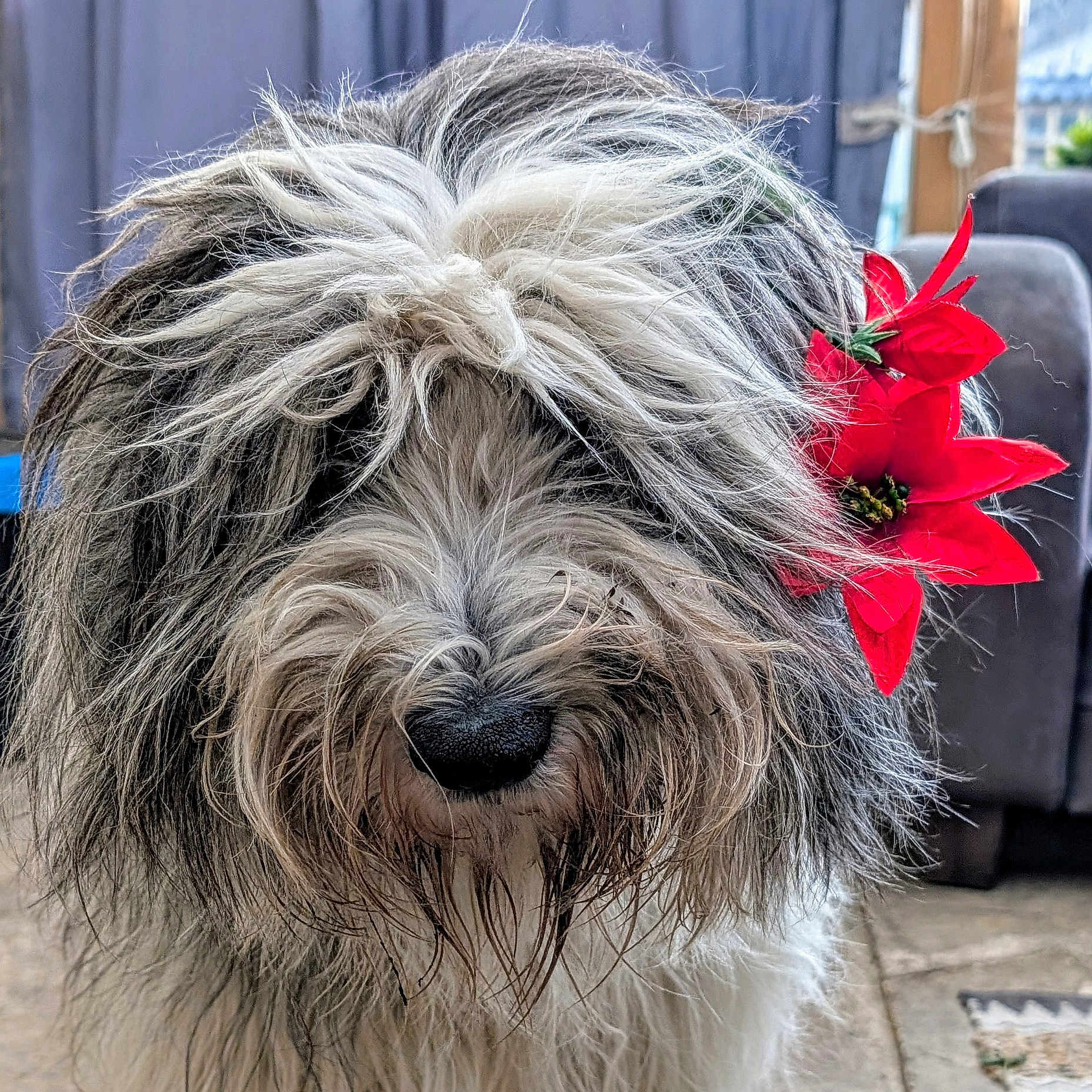 Sacha Lamour participe au concours pour gagner de l'argent avec cette photo : dog, flower, fur, pet, animal, indoor, closeup, black_nose, red_flower, long_hair, messy_fur, cute, adorable, tangled_fur, portrait, domestic_animal, fluffy, furry, companion, indoor_lighting