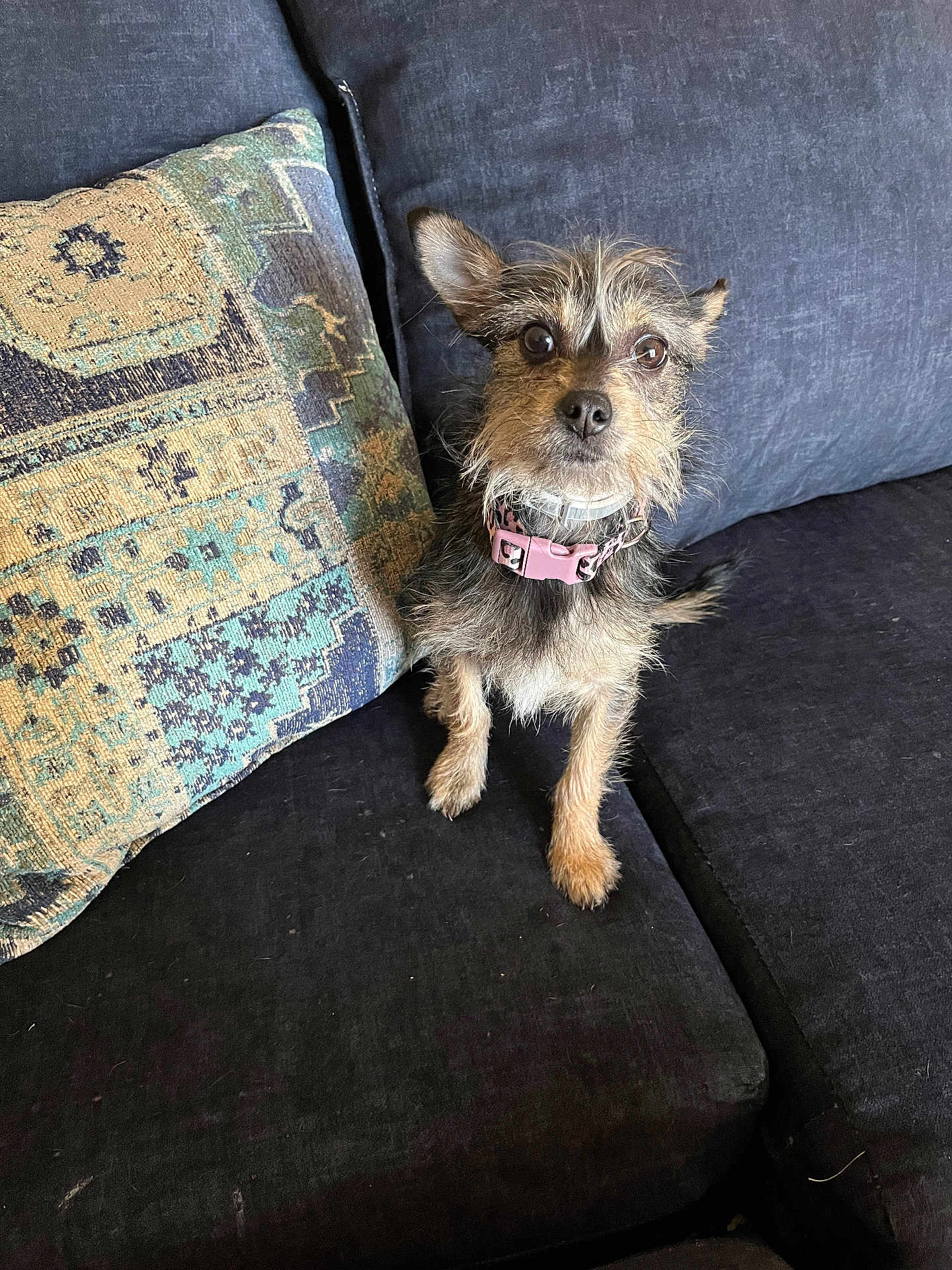 Bontique is registered to the contest to win money with this photo: animal, collar, companion, couch, curious, cute, dog, domestic, ears, fur, furniture, indoor, looking_up, patterned_pillow, paw, pet, pillow, pink_collar, scruffy, small_dog