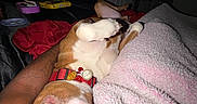 Maximus is registered to the contest to win money with this photo: bed, bedroom, blanket, canine, collar, comfort, cozy, dark, dog, door, furniture, human_arm, indoor, nap, pet, pink, relaxed, resting, sleeping, snuggling