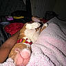 bed, bedroom, blanket, canine, collar, comfort, cozy, dark, dog, door, furniture, human_arm, indoor, nap, pet, pink, relaxed, resting, sleeping, snuggling