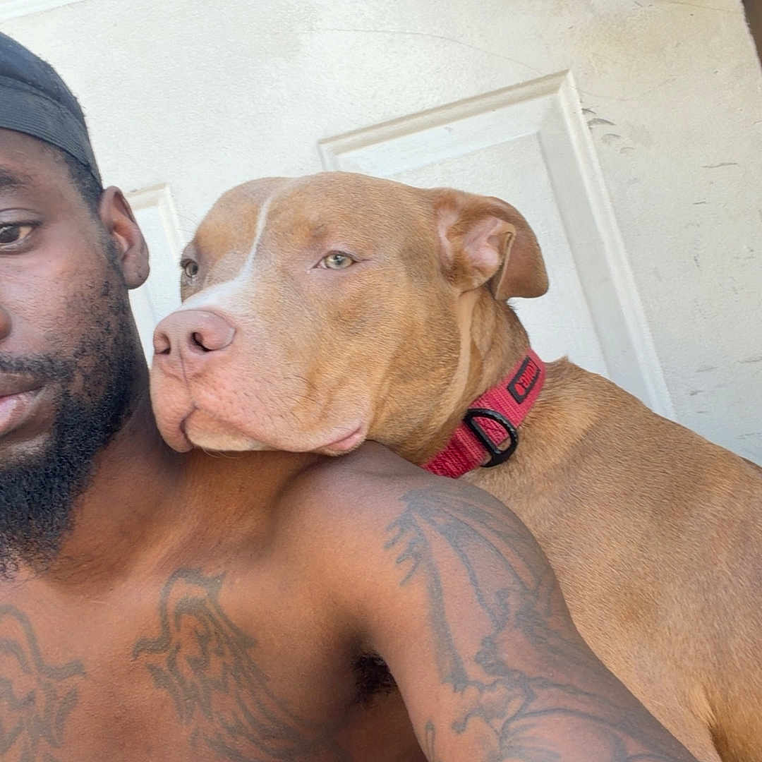 Maximus joined the competition — help win amazing prizes! man, dog, tattoo, shirtless, brown_dog, pet, collar, door, handle, shoulder, closeup, indoor, resting, calm, portrait, animal, friendship, companion, human, casual
