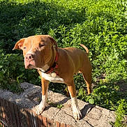 Maximus joined the competition — help win amazing prizes! dog, outdoor, greenery, brick_wall, sunlight, pet, canine, nature, collar, standing, curious, summer, daylight, animal, mammal, backyard, plant, leaf, fence, alert
