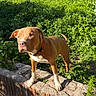 dog, outdoor, greenery, brick_wall, sunlight, pet, canine, nature, collar, standing, curious, summer, daylight, animal, mammal, backyard, plant, leaf, fence, alert