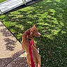 Maximus is registered to the contest to win money with this photo: brown_dog, canine, curious, daytime, dog, flower_petals, grass, greenery, leash, nature, outdoor, pavement, pet, ramp, red_collar, shadow, sidewalk, spring, sunlight, walking