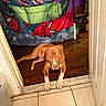 Maximus joined the competition — help win amazing prizes! animal, blanket, brown_dog, captain_america, casual, colorful, dog, doorway, floor, furniture, home, hulk, indoor, pet, resting, spiderman, superhero_blanket, tile_floor, white_paws, wood_floor