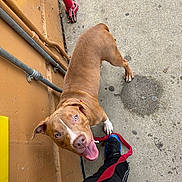 Maximus joined the competition — help win amazing prizes! blue_eyes, brown_dog, concrete, daylight, dog, happy_dog, leash, looking_up, outdoor, pants, person, pet, pipes, playful, red_leash, sidewalk, sneakers, tongue_out, urban, yellow_wall