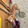 blue_eyes, brown_dog, concrete, daylight, dog, happy_dog, leash, looking_up, outdoor, pants, person, pet, pipes, playful, red_leash, sidewalk, sneakers, tongue_out, urban, yellow_wall