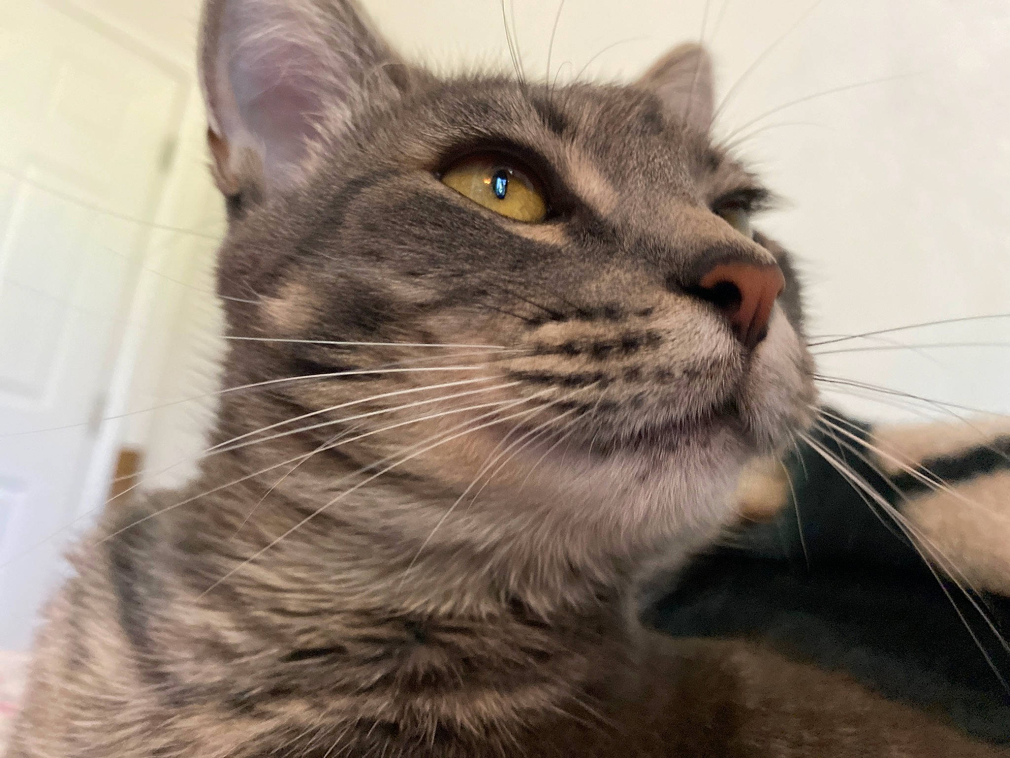 Dee is registered to the contest to win money with this photo: carnivore, cat, close_up, domestic_short_haired_cat, felidae, fireworks, fur, paw, small_to_medium_sized_cats, snout, terrestrial_animal, whiskers, wildlife, window
