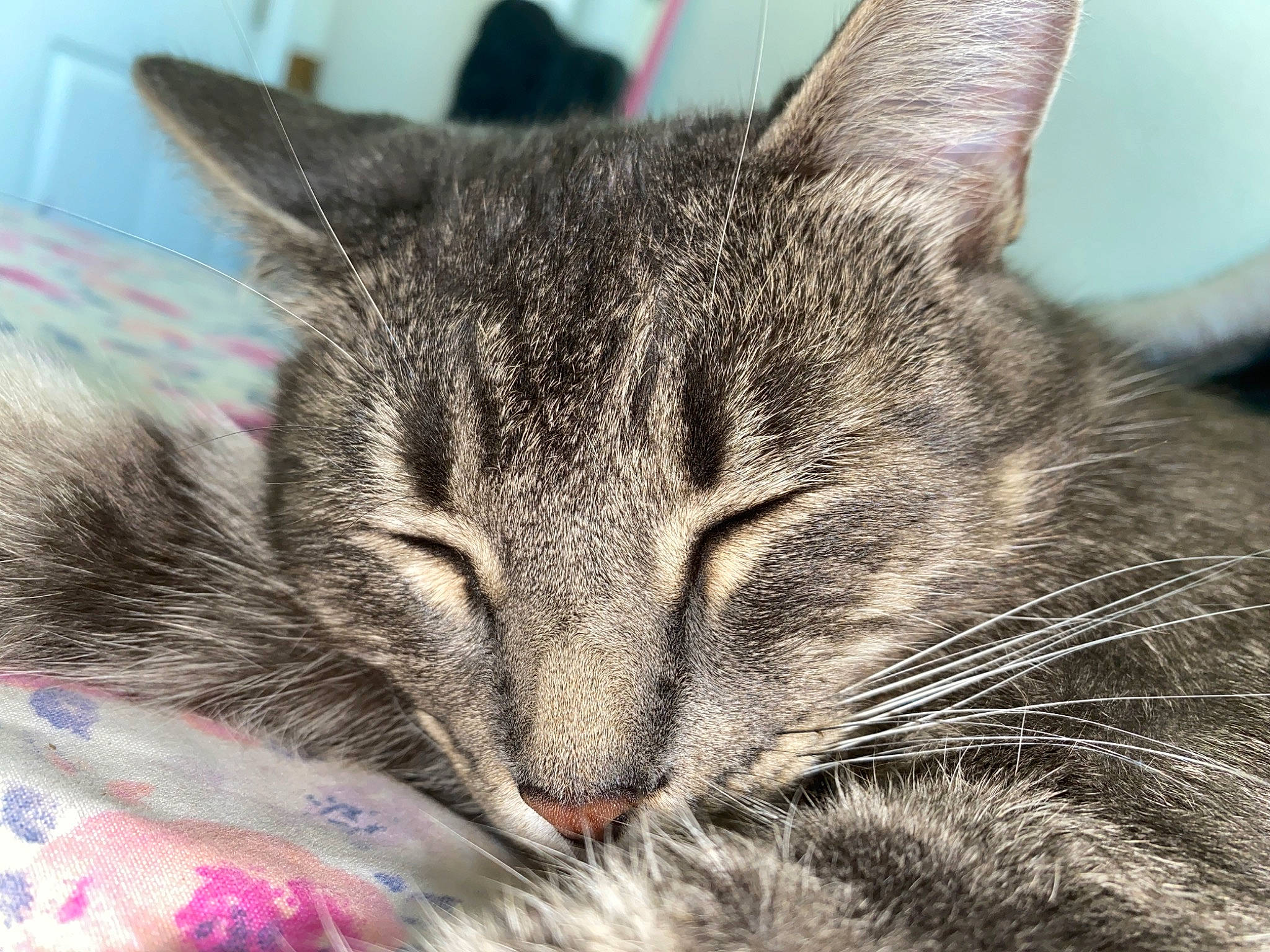 Dee is registered to the contest to win money with this photo: carnivore, cat, claw, close_up, domestic_short_haired_cat, felidae, fur, grass, nap, paw, photography, sleep, small_to_medium_sized_cats, snout, terrestrial_animal, whiskers, wildlife