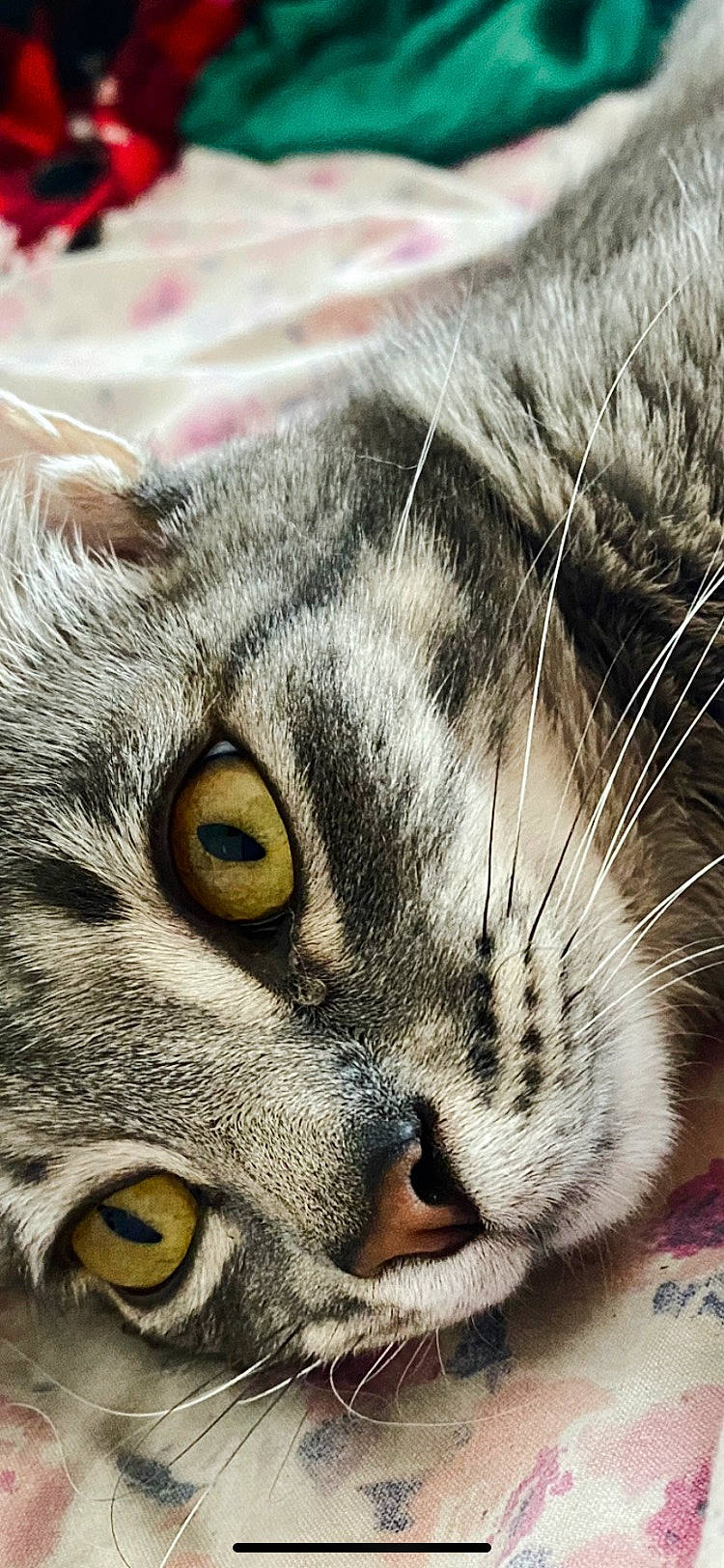 Dee is registered to the contest to win money with this photo: carnivore, cat, close_up, domestic_short_haired_cat, felidae, fur, grass, paw, photograph, photography, small_to_medium_sized_cats, snout, terrestrial_animal, whiskers, wildlife