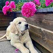 Archie participe au concours pour gagner de l'argent avec cette photo : animal, cute, dog, flower, fluffy, garden, golden_retriever, greenery, leaf, nature, outdoor, patio, peony, pet, pink_flower, plant, puppy, relaxed, summer, wooden_planter