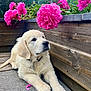 animal, cute, dog, flower, fluffy, garden, golden_retriever, greenery, leaf, nature, outdoor, patio, peony, pet, pink_flower, plant, puppy, relaxed, summer, wooden_planter