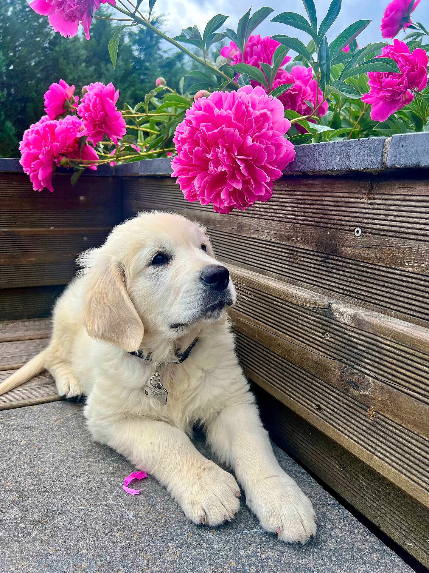Archie