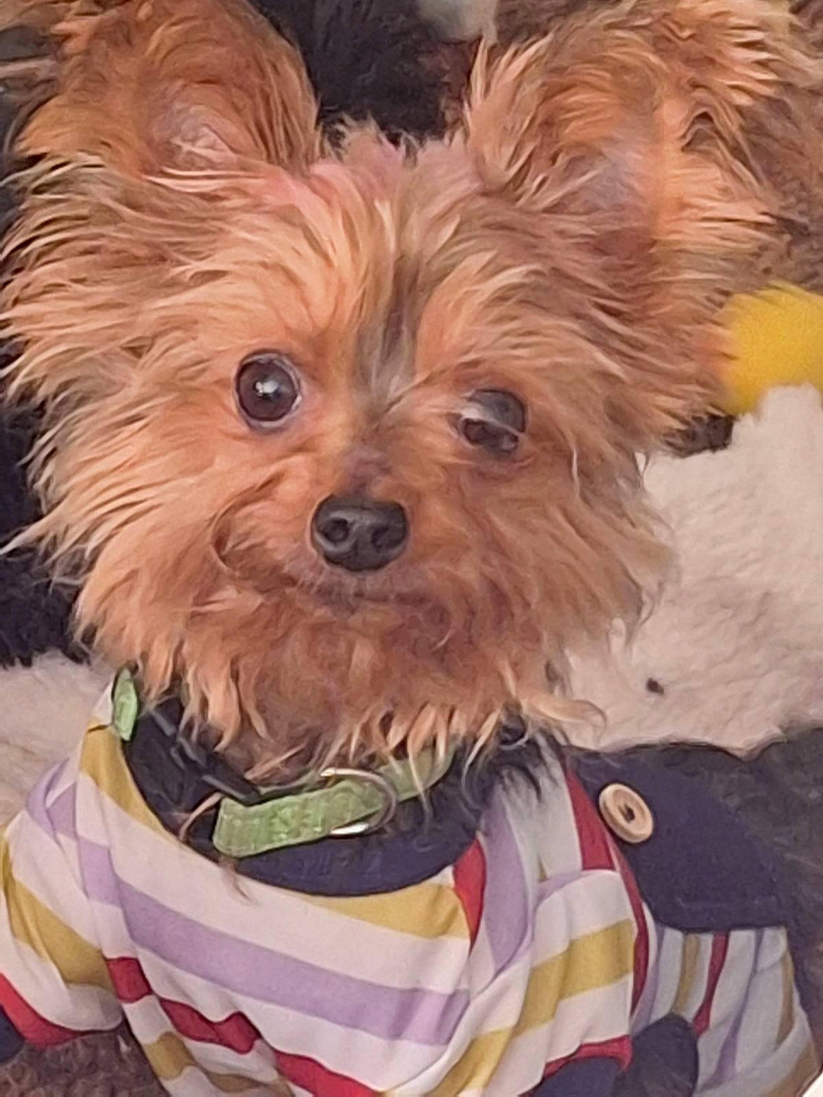 Yorkkey Bear is registered to the contest to win money with this photo: canidae, carnivore, companion_dog, dog, dog_breed, dog_clothes, dog_supply, fashion_accessory, fawn, firefighter, fur, liver, small_terrier, snout, sporting_group, terrestrial_animal, terrier, toy_dog, working_animal, yorkipoo