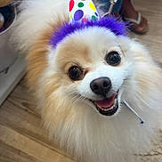 Marshmallow joined the competition — help win amazing prizes! dog, party_hat, fluffy, smiling, indoor, wooden_floor, pet, celebration, happy, closeup, canine, colorful, white, brown, fur, tongue, cute, eyes, animal, accessory
