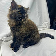 Bean is registered to the contest to win money with this photo: kitten, cat, tortoiseshell, fluffy, pet, animal, cute, feline, fur, whiskers, ears, tail, sitting, indoor, portrait, curious, soft, young, domestic_cat, background