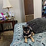 Sadie Mae is registered to the contest to win money with this photo: puppy, dog, blanket, bone_pattern, bed, pillow, lamp, table, indoor, carpet, pet, small_dog, black_dog, tan_dog, furniture, living_room, cozy, resting, cute, home