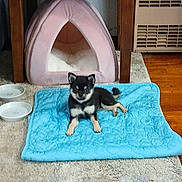 Sadie Mae joined the competition — help win amazing prizes! puppy, dog, pet, blue_mat, pink_pet_tent, carpet, wooden_floor, wooden_furniture, pet_bowls, indoor, small_dog, floor_mat, cozy, animal, resting, cute, furniture, home_interior, domestic, blanket