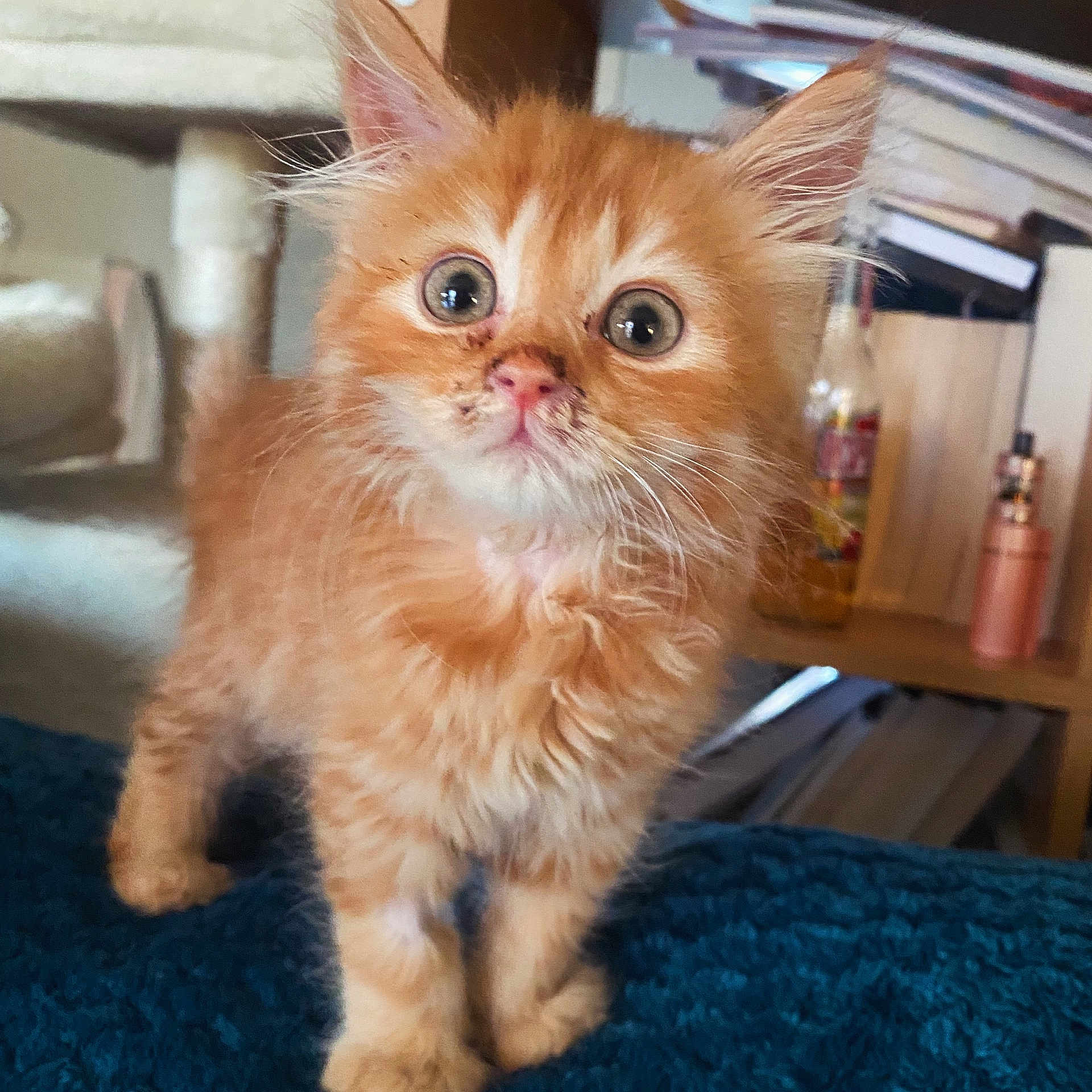 Elmut a rejoint le concours — aidez-le/la à gagner de superbes lots ! kitten, orange_cat, fluffy, curious, indoor, blue_blanket, young_cat, pet, animal, feline, whiskers, ears, eyes, face, fur, standing, home, cozy, cute, small