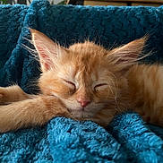 Elmut participe au concours pour gagner de l'argent avec cette photo : animal, blanket, cat, closeup, cozy, cute, feline, fur, indoor, kitten, mammal, nap, orange_cat, paw, pet, relaxation, resting, sleeping, soft, whiskers