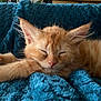 animal, blanket, cat, closeup, cozy, cute, feline, fur, indoor, kitten, mammal, nap, orange_cat, paw, pet, relaxation, resting, sleeping, soft, whiskers
