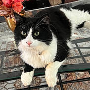 Clarence is registered to the contest to win money with this photo: cat, black_and_white, fluffy, glass_table, flower_vase, orange_flowers, indoor, curious, pet, whiskers, collar, feline, table_leg, carpet, decor, relaxed, close_up, domestic_animal, household, fur