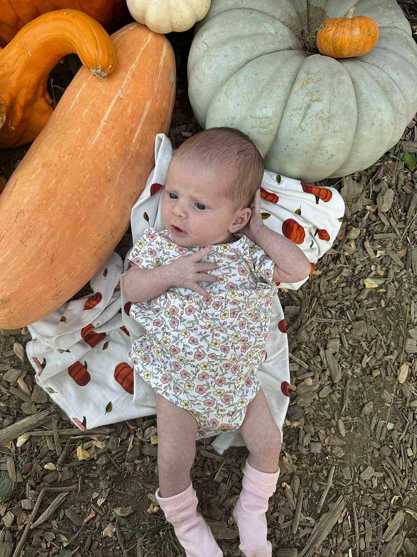 Estella is registered to the contest to win money with this photo: baby, infant, pumpkin, blanket, floral_clothing, outdoor, wood_chips, fall, autumn, curious, small, pink_socks, nature, harvest, vegetable, person, cute, seasonal, lying_down, garden