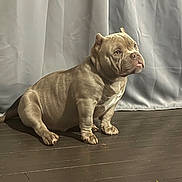 Ace is registered to the contest to win money with this photo: dog, pet, bulldog, brown_coat, tongue_out, floor, wooden_floor, indoor, curtain, sitting, animal, mammal, companion, cute, portrait, fur, domestic_animal, paw, snout, ears