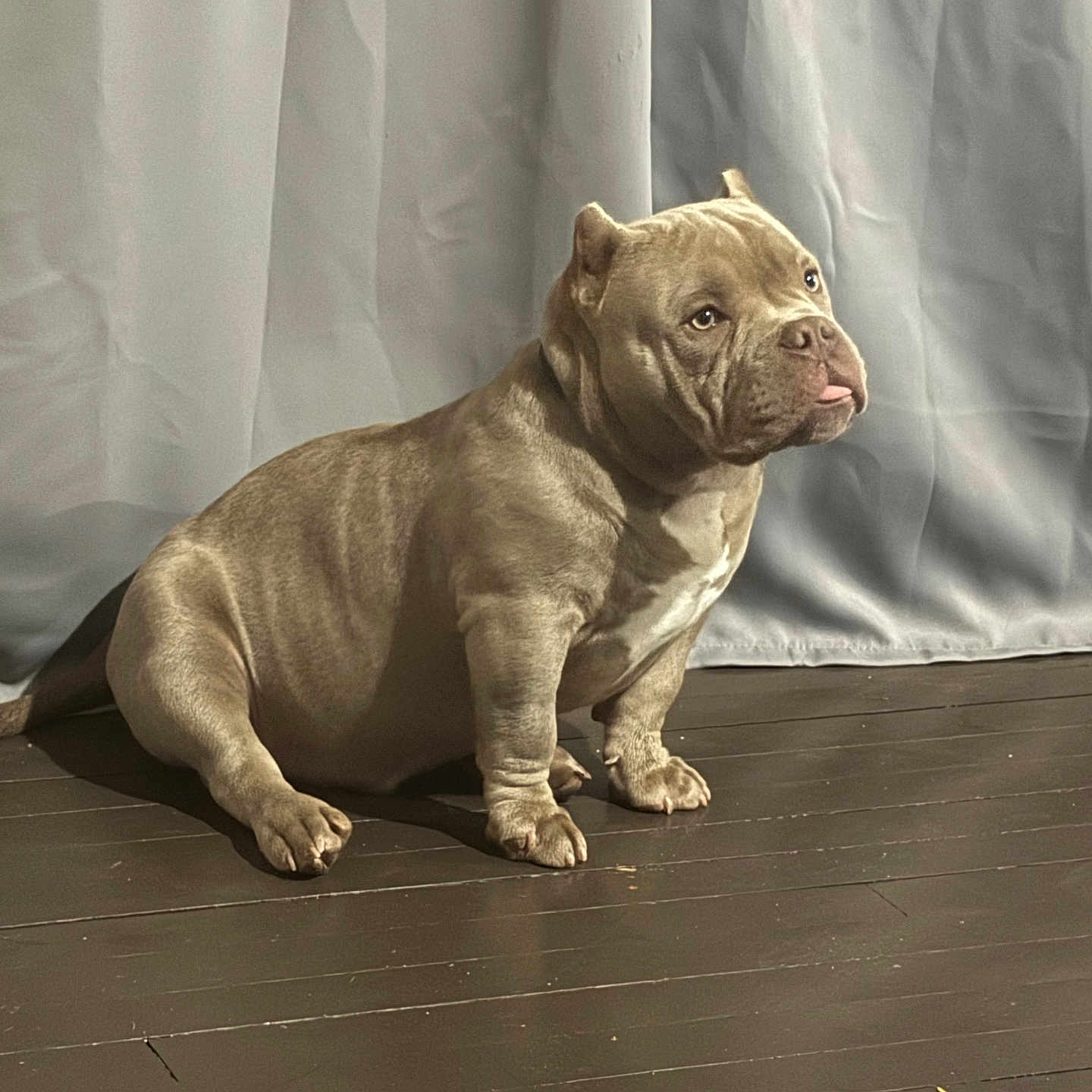 Ace is registered to the contest to win money with this photo: animal, brown_coat, bulldog, companion, curtain, cute, dog, domestic_animal, ears, floor, fur, indoor, mammal, paw, pet, portrait, sitting, snout, tongue_out, wooden_floor