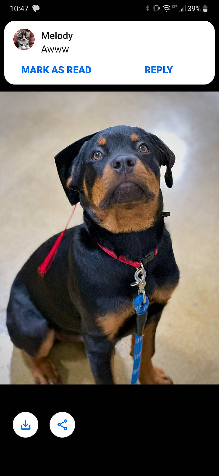 Jack joined the competition — help win amazing prizes! canidae, carnivore, collar, companion_dog, dog, dog_breed, dog_collar, dog_supply, electric_blue, fashion_accessory, fawn, fur, leash, liver, pet_supply, rectangle, sporting_group, whiskers, working_animal, working_dog