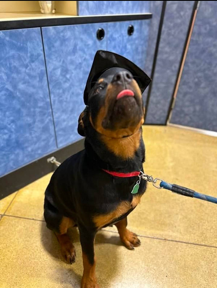 Jack joined the competition — help win amazing prizes! carnivore, collar, companion_dog, composite_material, dog, dog_breed, dog_collar, flooring, fur, guard_dog, hunting_dog, metal, pet_supply, rottweiler, sporting_group, terrestrial_animal, working_animal, working_dog