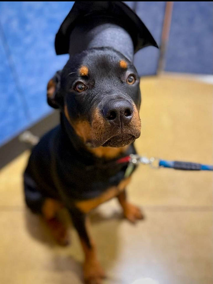 Jack is registered to the contest to win money with this photo: canidae, carnivore, collar, companion_dog, dog, dog_breed, electric_blue, fur, guard_dog, hunting_dog, paw, rottweiler, snout, sporting_group, terrestrial_animal, toy_dog, whiskers, working_animal, working_dog