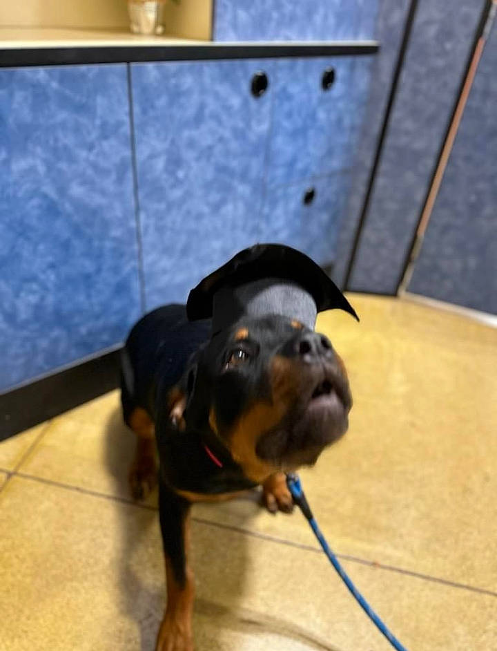 Jack is registered to the contest to win money with this photo: canidae, carnivore, collar, companion_dog, dog, dog_breed, fawn, floor, flooring, guard_dog, hardwood, non_sporting_group, rottweiler, snout, sporting_group, terrestrial_animal, toy_dog, wood, working_animal, working_dog