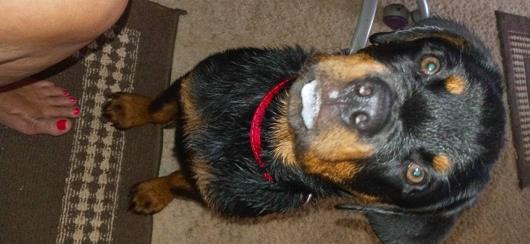 Kane is registered to the contest to win money with this photo: carnivore, collar, companion_dog, dog, dog_breed, ear, fur, guard_dog, paw, snout, sporting_group, terrestrial_animal, whiskers, working_animal, working_dog