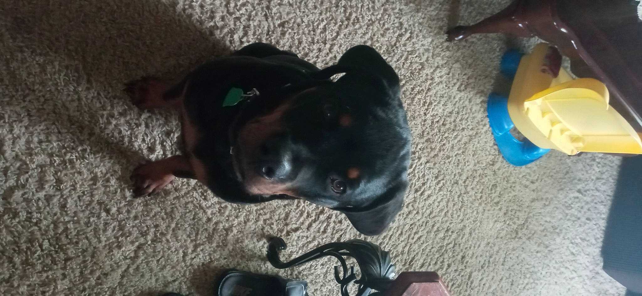 Kane joined the competition — help win amazing prizes! carnivore, collar, companion_dog, dog, dog_breed, dog_collar, electric_blue, flooring, guard_dog, leash, pet_supply, snout, sporting_group, tail, whiskers, working_animal, working_dog