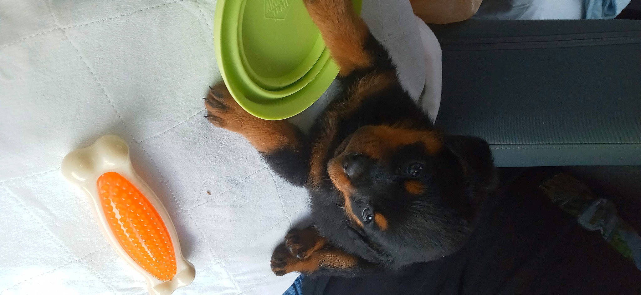 Kane joined the competition — help win amazing prizes! canidae, carnivore, citrus, claw, companion_dog, cup, dog, dog_breed, drinkware, fawn, fruit, nail, orange, paw, prazsky_krysarik, serveware, snout, sporting_group, toy_dog, whiskers