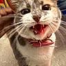Luna is registered to the contest to win money with this photo: cat, close_up, pet, animal, feline, whiskers, collar, teeth, mouth_open, indoor, floor, cute, playful, fur, ears, eyes, pink, expression, domestic_cat, portrait