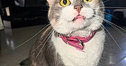 Luna is registered to the contest to win money with this photo: cat, pet, indoor, collar, yellow_eyes, whiskers, fur, floor, living_room, furniture, curtains, window_light, closeup, cute, animal, expression, pink_collar, domestic_cat, sitting, portrait