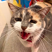 Luna joined the competition — help win amazing prizes! cat, calico, pet, whiskers, collar, mouth_open, indoor, closeup, fur, animal, cute, playful, floor, colorful_background, meowing, domestic_cat, feline, ears, eyes, portrait
