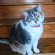 Luna is registered to the contest to win money with this photo: cat, calico_cat, pet, animal, stairs, wooden_stairs, indoor, fur, whiskers, collar, cute, sitting, wide_eyes, domestic_cat, feline, curious, cute_pet, household, mammal, portrait