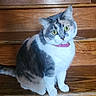 cat, calico_cat, pet, animal, stairs, wooden_stairs, indoor, fur, whiskers, collar, cute, sitting, wide_eyes, domestic_cat, feline, curious, cute_pet, household, mammal, portrait
