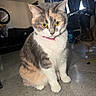 Luna joined the competition — help win amazing prizes! cat, calico, yellow_eyes, pink_collar, indoor, living_room, curtains, floor, tile_floor, pet, animal, feline, whiskers, sitting, fur, domestic_cat, companion_animal, household, cute, two_cats