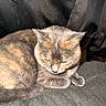 Lexi is registered to the contest to win money with this photo: animal, calm, cat, closeup, cozy, curled_up, domestic, ears, face, feline, fur, indoor, pet, quiet, resting, sleepy, soft_texture, tail, whiskers, yellow_eyes