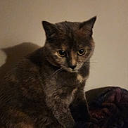 Lexi joined the competition — help win amazing prizes! cat, feline, pet, animal, indoor, curious, sitting, shadow, blanket, fur, whiskers, ears, eyes, quiet, beige_wall, domestic, mammal, portrait, cute, calm